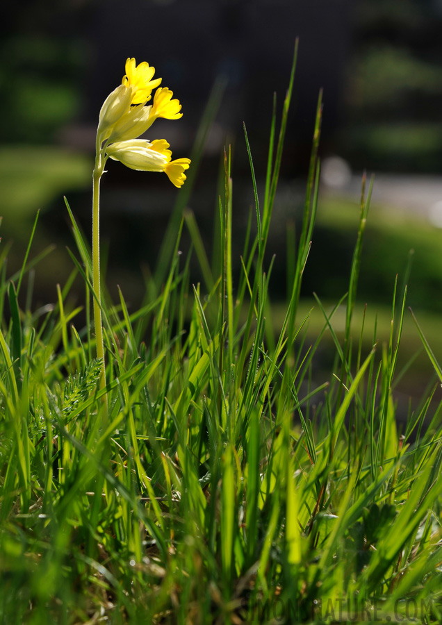 Cowslip (Primula véris) [82 mm, 1/320 sec at f / 8.0, ISO 200]